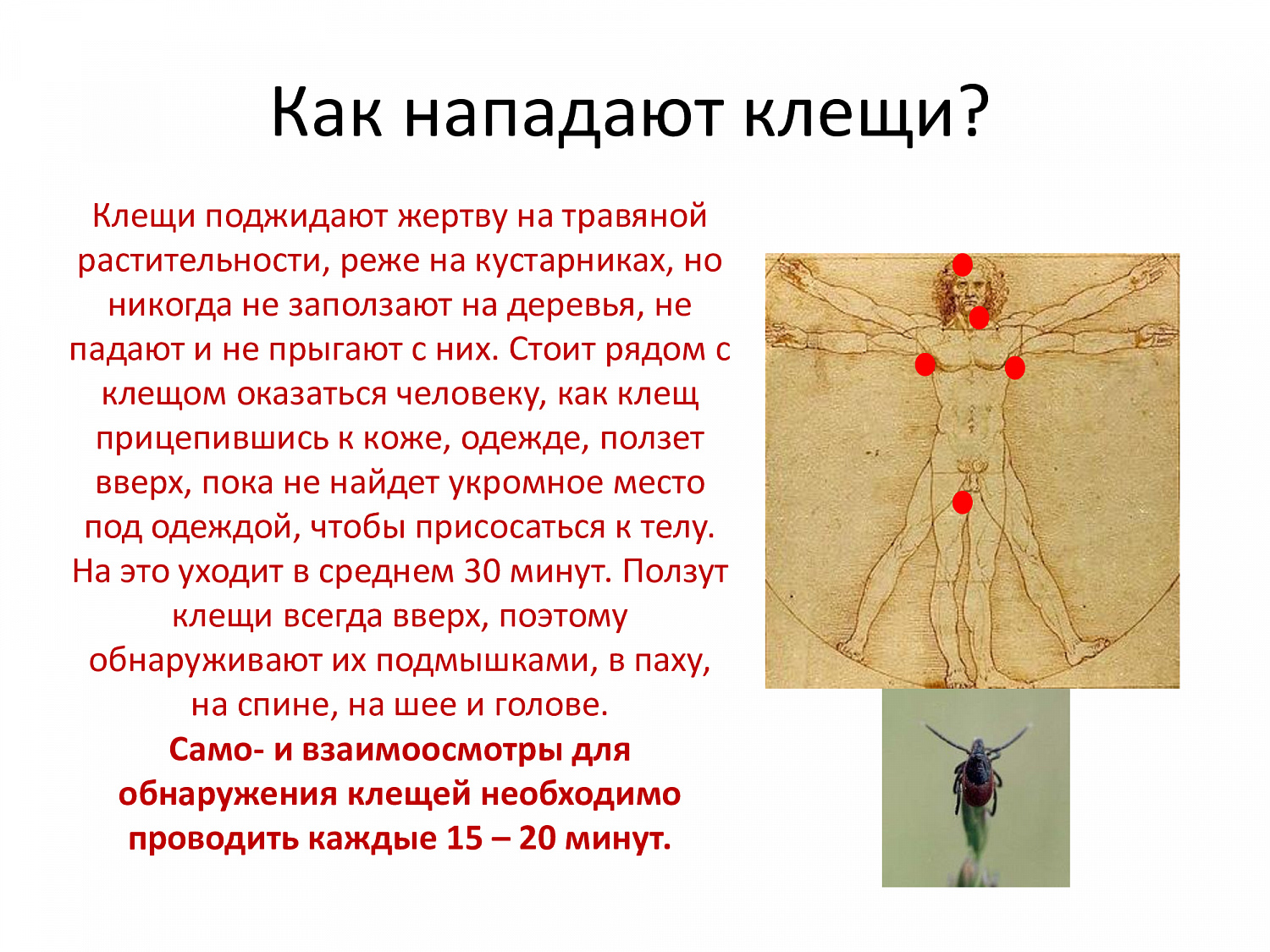 Весна, сезон клещей. Обезопасьте себя!